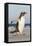 Gentoo Penguin Falkland Islands. Marching at evening to the colony.-Martin Zwick-Framed Premier Image Canvas