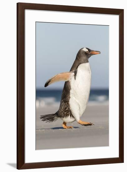 Gentoo Penguin Falkland Islands. Marching at evening to the colony.-Martin Zwick-Framed Premium Photographic Print