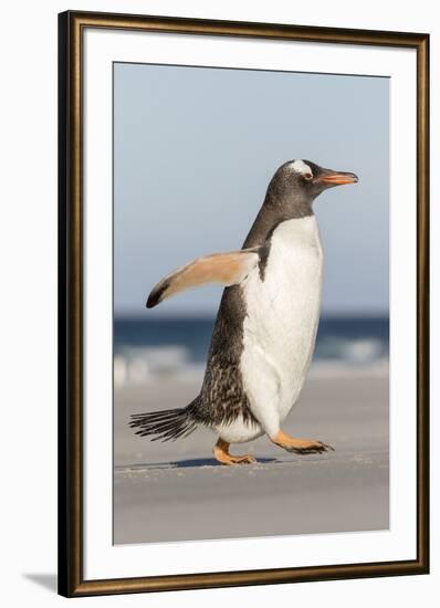 Gentoo Penguin Falkland Islands. Marching at evening to the colony.-Martin Zwick-Framed Premium Photographic Print