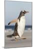 Gentoo Penguin Falkland Islands. Marching at evening to the colony.-Martin Zwick-Mounted Premium Photographic Print