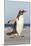 Gentoo Penguin Falkland Islands. Marching at evening to the colony.-Martin Zwick-Mounted Premium Photographic Print