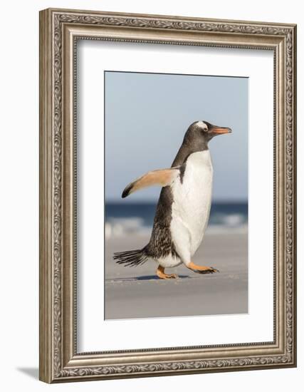 Gentoo Penguin Falkland Islands. Marching at evening to the colony.-Martin Zwick-Framed Photographic Print