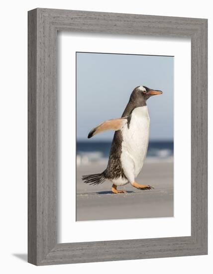 Gentoo Penguin Falkland Islands. Marching at evening to the colony.-Martin Zwick-Framed Photographic Print