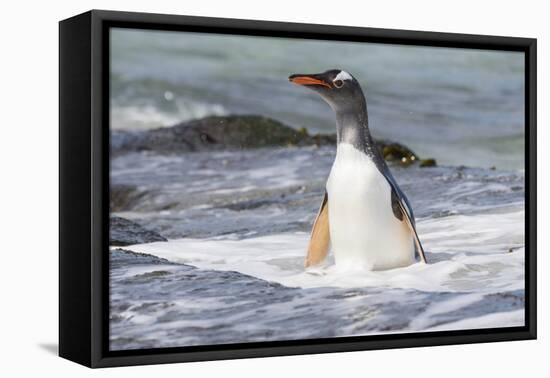 Gentoo Penguin Falkland Islands.-Martin Zwick-Framed Premier Image Canvas