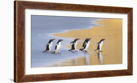 Gentoo Penguin Falkland Islands.-Martin Zwick-Framed Photographic Print