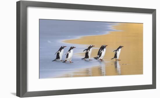 Gentoo Penguin Falkland Islands.-Martin Zwick-Framed Photographic Print