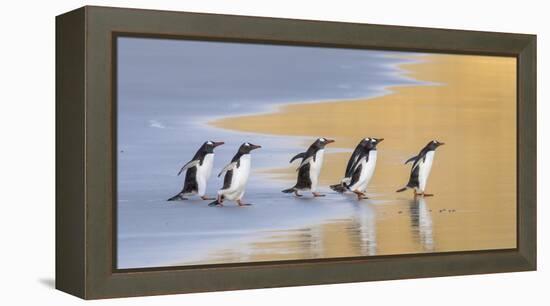 Gentoo Penguin Falkland Islands.-Martin Zwick-Framed Premier Image Canvas