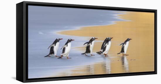 Gentoo Penguin Falkland Islands.-Martin Zwick-Framed Premier Image Canvas