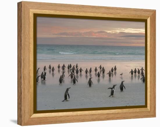 Gentoo Penguin Falkland Islands.-Martin Zwick-Framed Premier Image Canvas