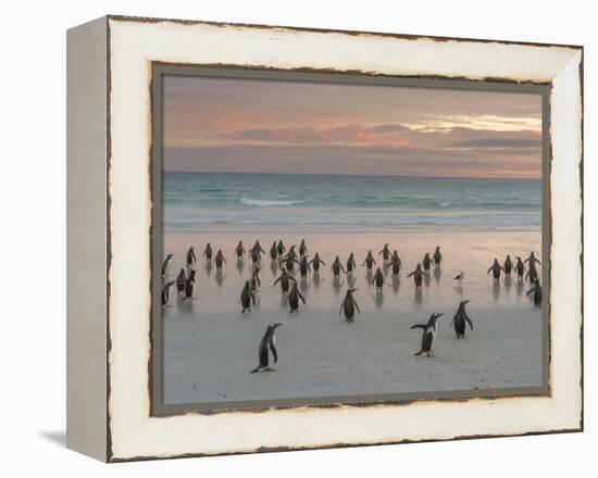 Gentoo Penguin Falkland Islands.-Martin Zwick-Framed Premier Image Canvas