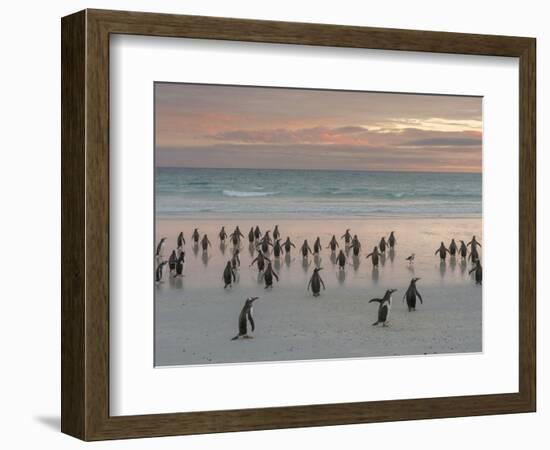 Gentoo Penguin Falkland Islands.-Martin Zwick-Framed Photographic Print