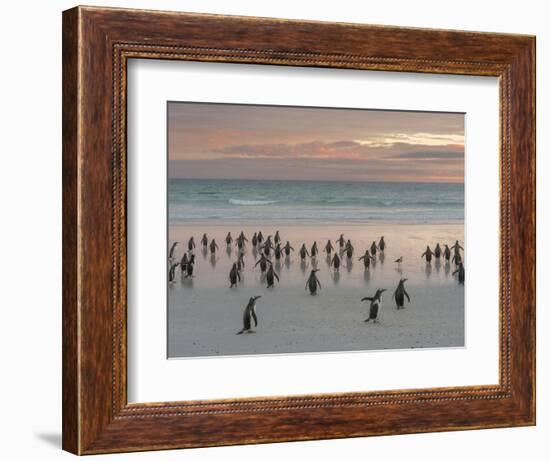 Gentoo Penguin Falkland Islands.-Martin Zwick-Framed Photographic Print