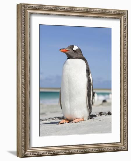 Gentoo Penguin Falkland Islands.-Martin Zwick-Framed Photographic Print