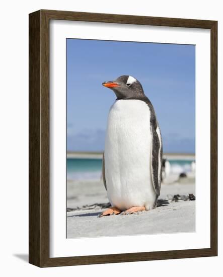 Gentoo Penguin Falkland Islands.-Martin Zwick-Framed Photographic Print