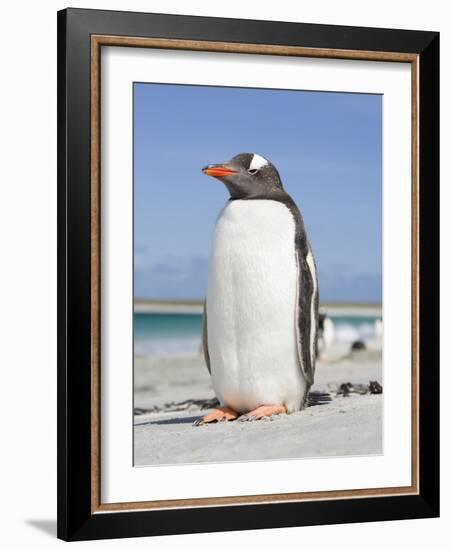 Gentoo Penguin Falkland Islands.-Martin Zwick-Framed Photographic Print