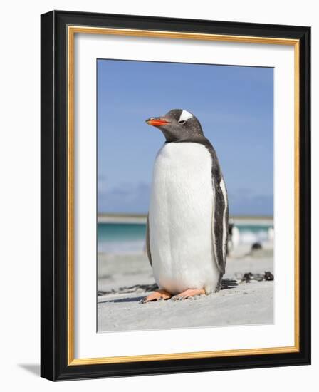 Gentoo Penguin Falkland Islands.-Martin Zwick-Framed Photographic Print