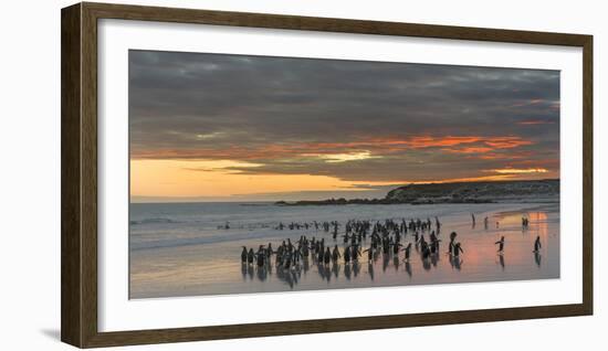 Gentoo Penguin Falkland Islands.-Martin Zwick-Framed Photographic Print