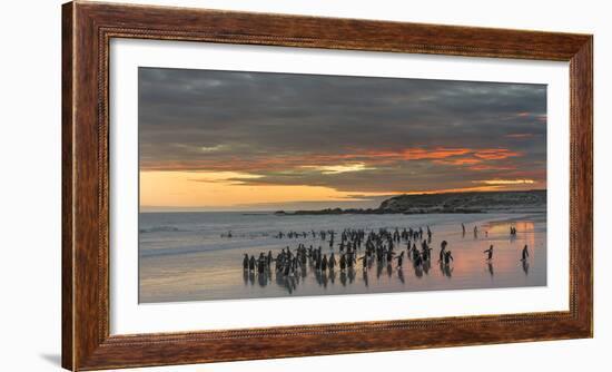 Gentoo Penguin Falkland Islands.-Martin Zwick-Framed Photographic Print