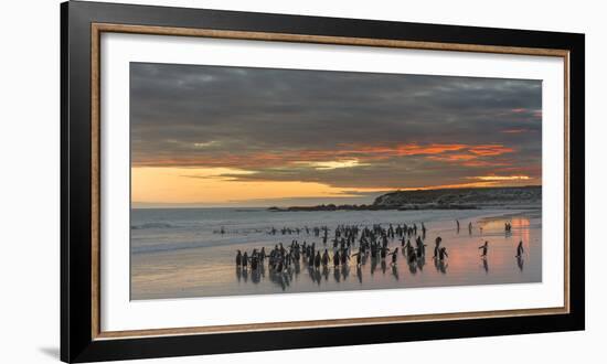 Gentoo Penguin Falkland Islands.-Martin Zwick-Framed Photographic Print