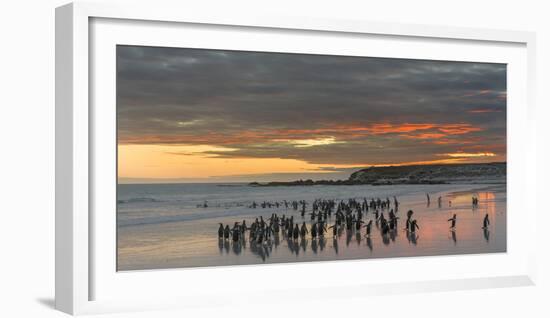 Gentoo Penguin Falkland Islands.-Martin Zwick-Framed Photographic Print