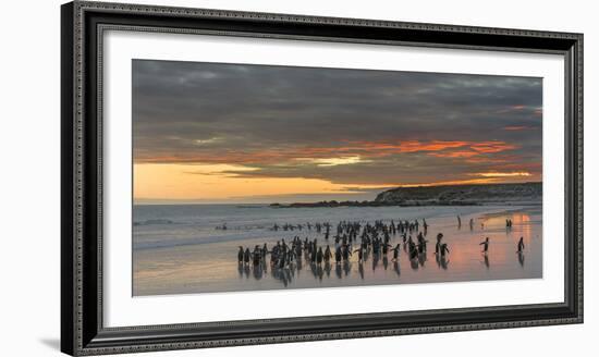 Gentoo Penguin Falkland Islands.-Martin Zwick-Framed Photographic Print