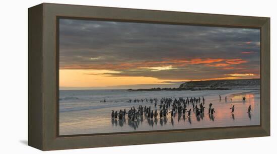 Gentoo Penguin Falkland Islands.-Martin Zwick-Framed Premier Image Canvas