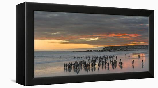 Gentoo Penguin Falkland Islands.-Martin Zwick-Framed Premier Image Canvas