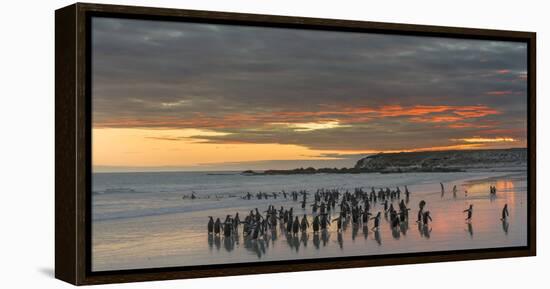 Gentoo Penguin Falkland Islands.-Martin Zwick-Framed Premier Image Canvas