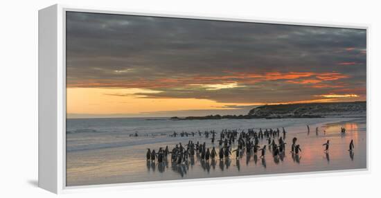 Gentoo Penguin Falkland Islands.-Martin Zwick-Framed Premier Image Canvas