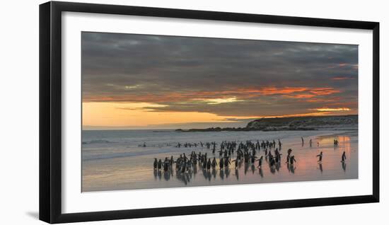 Gentoo Penguin Falkland Islands.-Martin Zwick-Framed Premium Photographic Print