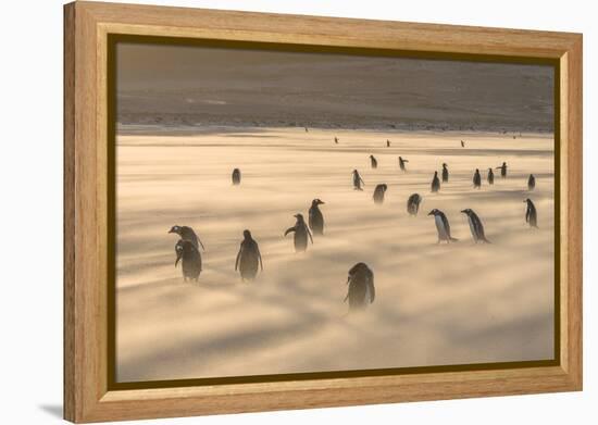 Gentoo Penguin Falkland Islands.-Martin Zwick-Framed Premier Image Canvas