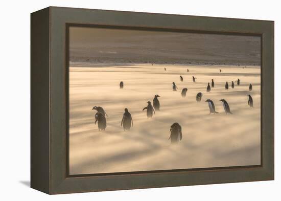 Gentoo Penguin Falkland Islands.-Martin Zwick-Framed Premier Image Canvas