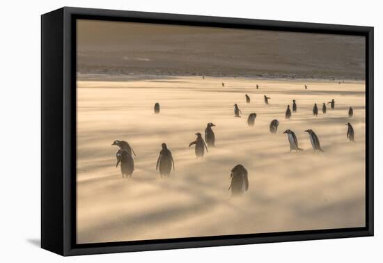 Gentoo Penguin Falkland Islands.-Martin Zwick-Framed Premier Image Canvas