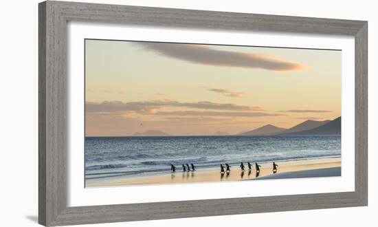 Gentoo Penguin Falkland Islands.-Martin Zwick-Framed Photographic Print