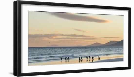 Gentoo Penguin Falkland Islands.-Martin Zwick-Framed Photographic Print