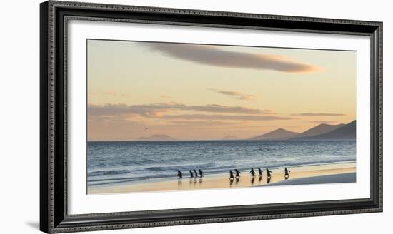 Gentoo Penguin Falkland Islands.-Martin Zwick-Framed Photographic Print