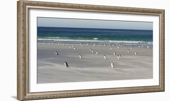 Gentoo Penguin Falkland Islands.-Martin Zwick-Framed Photographic Print