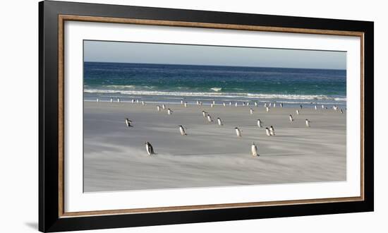 Gentoo Penguin Falkland Islands.-Martin Zwick-Framed Photographic Print