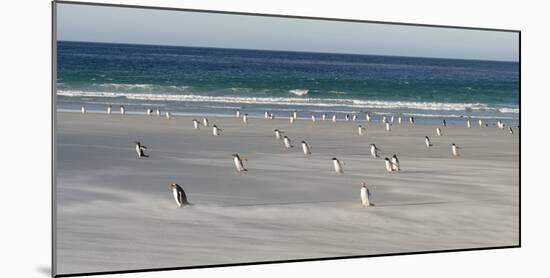 Gentoo Penguin Falkland Islands.-Martin Zwick-Mounted Photographic Print