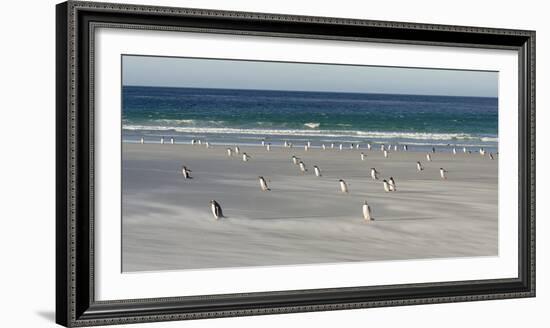 Gentoo Penguin Falkland Islands.-Martin Zwick-Framed Photographic Print