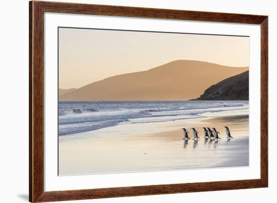 Gentoo Penguin Falkland Islands.-Martin Zwick-Framed Premium Photographic Print