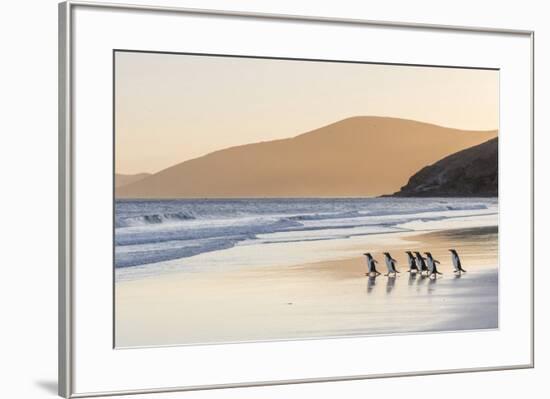 Gentoo Penguin Falkland Islands.-Martin Zwick-Framed Premium Photographic Print