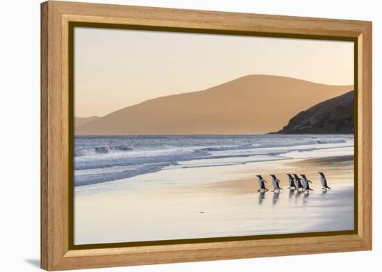 Gentoo Penguin Falkland Islands.-Martin Zwick-Framed Premier Image Canvas