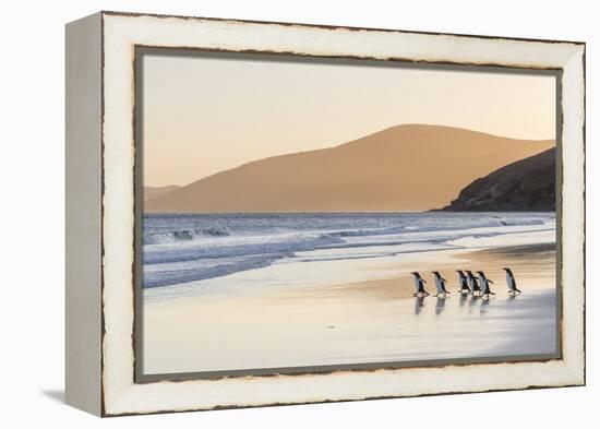 Gentoo Penguin Falkland Islands.-Martin Zwick-Framed Premier Image Canvas