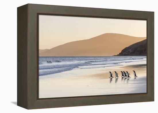 Gentoo Penguin Falkland Islands.-Martin Zwick-Framed Premier Image Canvas