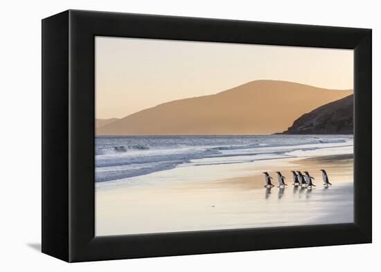 Gentoo Penguin Falkland Islands.-Martin Zwick-Framed Premier Image Canvas