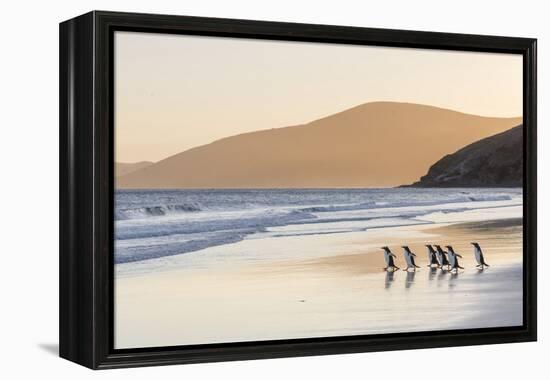 Gentoo Penguin Falkland Islands.-Martin Zwick-Framed Premier Image Canvas