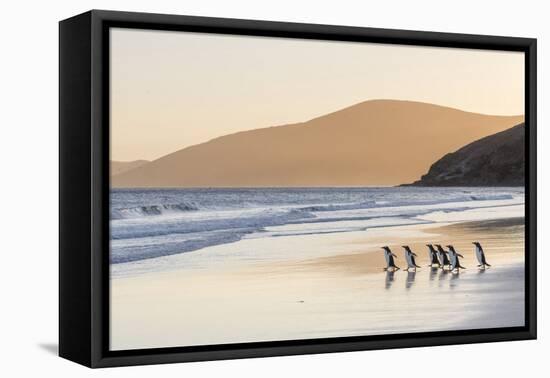 Gentoo Penguin Falkland Islands.-Martin Zwick-Framed Premier Image Canvas