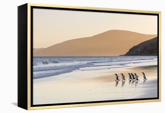 Gentoo Penguin Falkland Islands.-Martin Zwick-Framed Premier Image Canvas