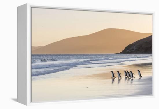 Gentoo Penguin Falkland Islands.-Martin Zwick-Framed Premier Image Canvas